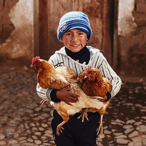 Boliviaanse jongen houdt twee kippen vast.