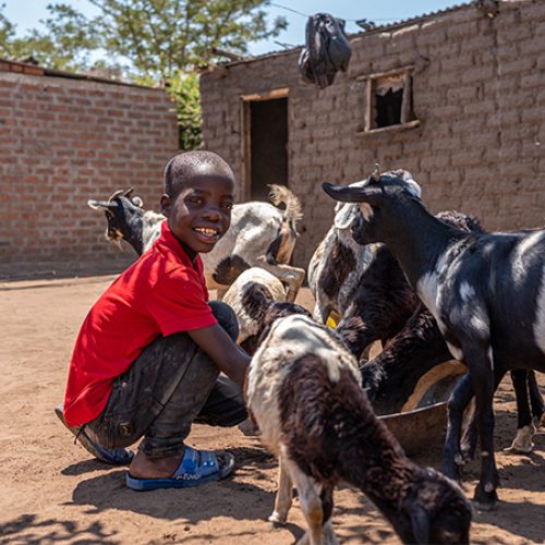Jongen uit Tanzania geeft buiten zijn geiten te eten.