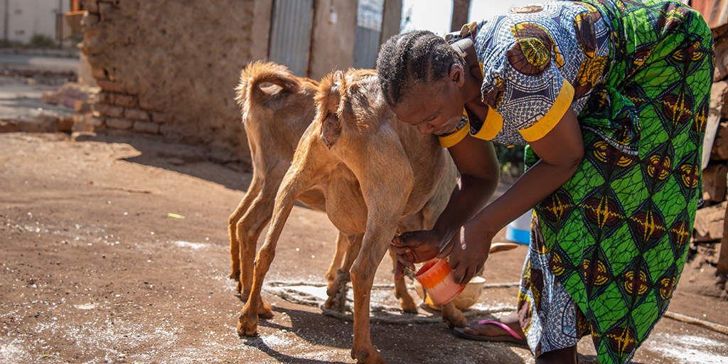 Tanzaniaanse vrouw melkt een geit
