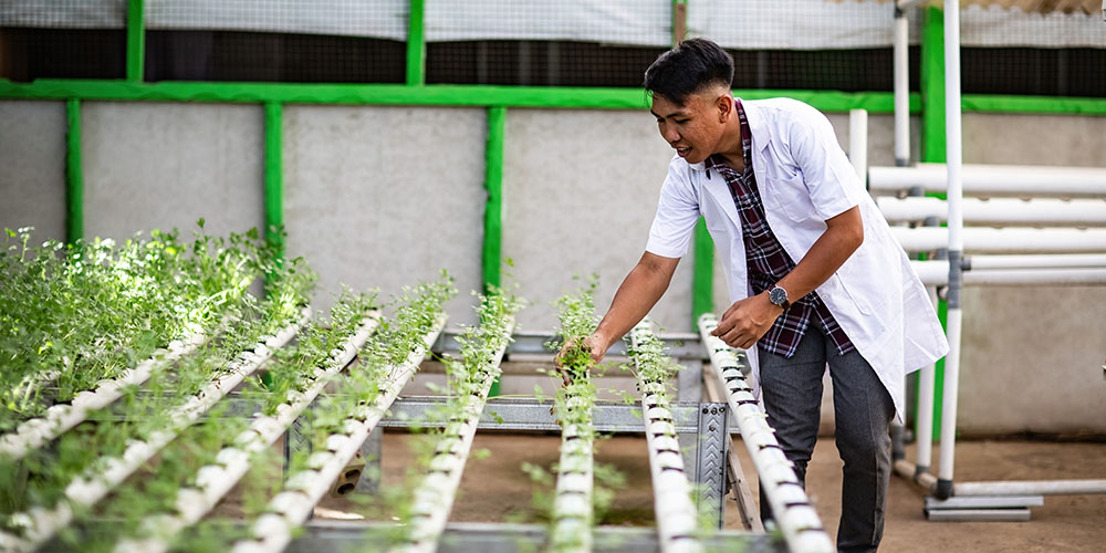 Frizky uit Indonesië in zijn hydrocultuurtuin.