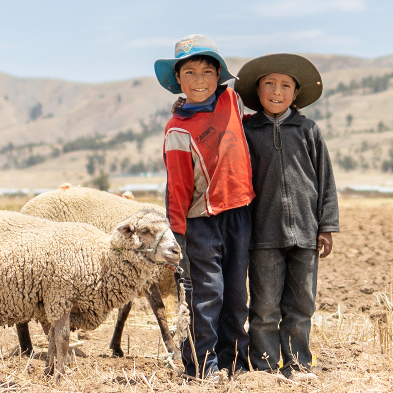 Broers Ivan en Joseph uit Peru staan in het veld naast een paar van hun schapen.