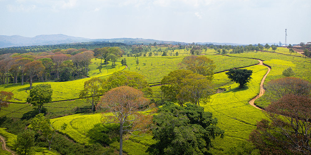 Theevelden in Thyolo, Malawi.
